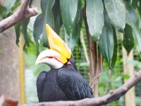 Hornbill 1